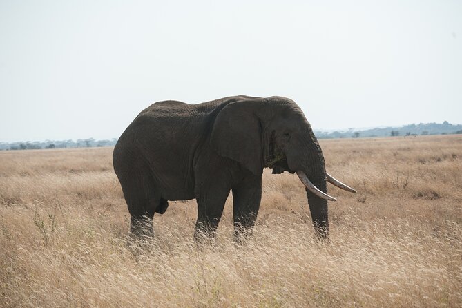 Private 7-Day Tanzania Camping Safari - Camping in the parks: simple, social, and practical