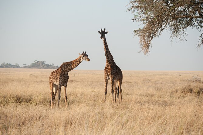 Private 7-Day Tanzania Camping Safari - What $2,600 buys you