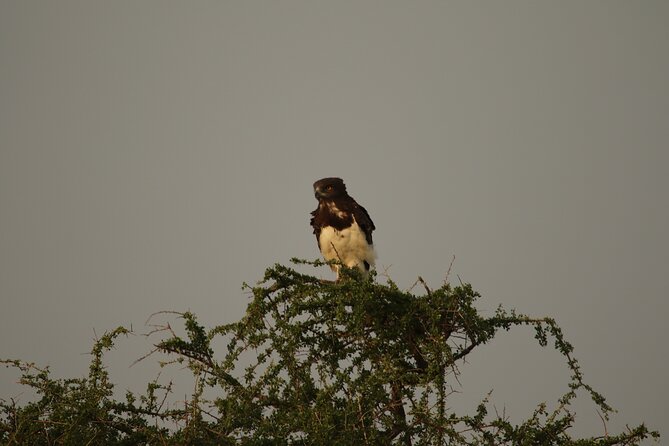 Private 7-Day Tanzania Camping Safari - Days two and three: Lake Manyara, then back to the plains