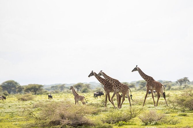 Private 7 Days Classic Safari Tour in Tanzania - Starting beneath Mount Meru in Arusha
