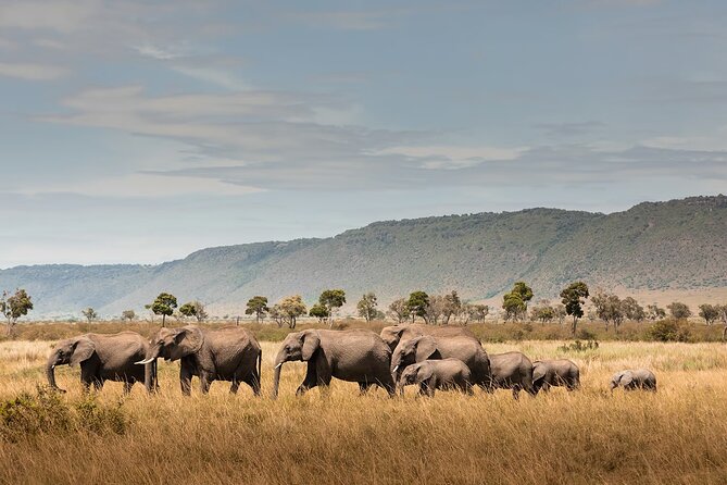 Private 7 Days Classic Safari Tour in Tanzania - Tarangire: baobabs, elephants, and an easy first safari day