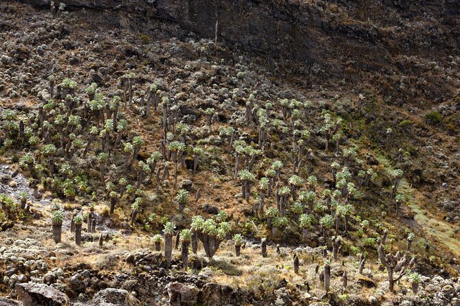 Private 8 day Northern Circuit Kilimanjaro Climb - Day 4: Around Kibo to Second Pofu Camp