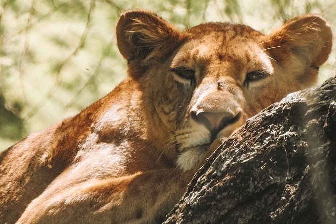 Private Day Trip to Ngorongoro Crater - Why Ngorongoro works well as a one-day safari