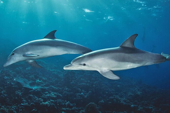 Private Dolphin Tour and Snorkeling at Mnemba Island reef - Mnemba Reef brings the best snorkeling