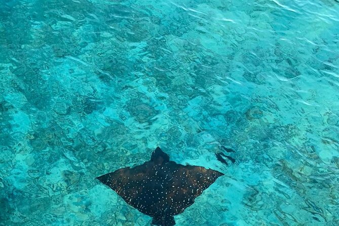 Private Dolphin Tour and Snorkeling at Mnemba Island reef - Finishing at a bright, calm sandbank