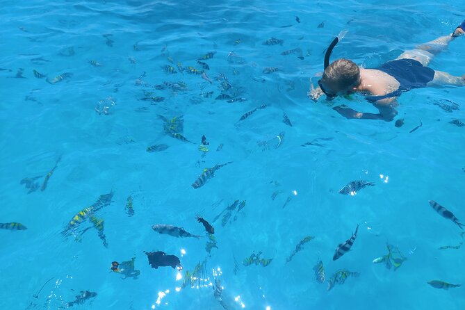 Private Dolphin Tour and Snorkeling at Mnemba Island reef - Timing, comfort, and what to pack