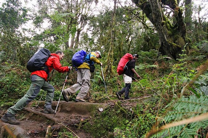 Private Full Day Hiking Experience to Marangu Route - Who will enjoy this best