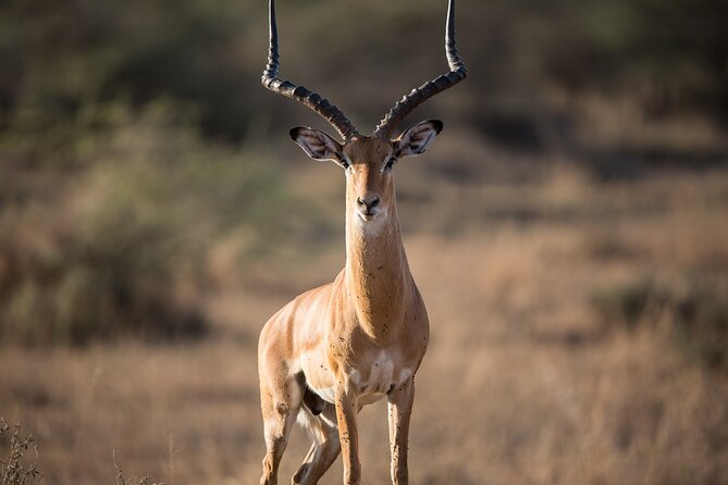 Private Group Serengeti Safari, Crater & Tarangire National Park - Day 2: early Serengeti wildlife and the Ngorongoro Highlands