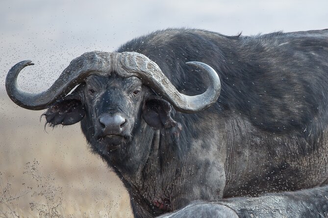 Private Group Serengeti Safari, Crater & Tarangire National Park - Optional Olduvai Gorge and Maasai village visits