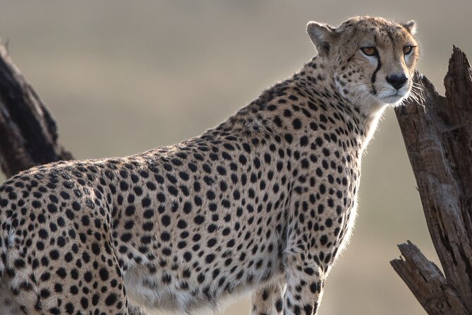 Private Group Serengeti Safari, Crater & Tarangire National Park - Day 1: the long run into Serengeti National Park