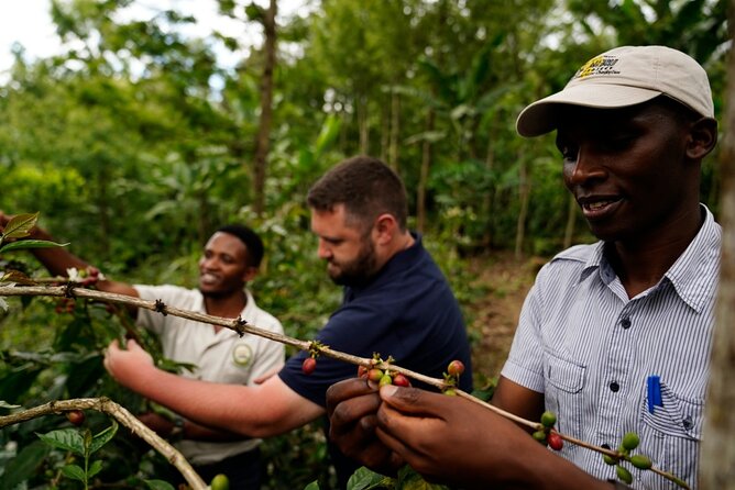 Private Meru Coffee Tour in Nkoaranga - Coffee in the foothills of Mount Meru