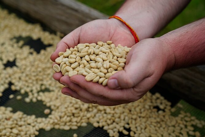Private Meru Coffee Tour in Nkoaranga - Picking coffee beneath Mount Meru