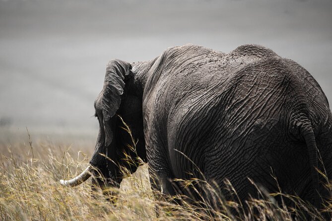 Private Multi-Day Tour in Tanzania Safari - Day 3: A Full Serengeti Wildlife Day