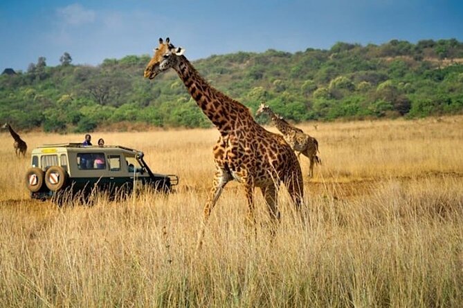 Private Multi-Day Tour in Tanzania Safari - Day 6: Tarangire’s Elephants and Baobabs
