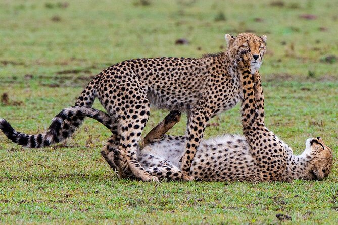 Private Multi-Day Tour in Tanzania Safari - Day 7: A Gentle Return to Arusha
