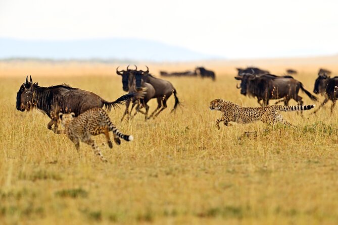 Private Safari in Tarangire National Park - Key points to know before booking