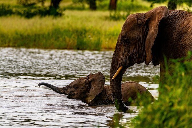 Private Safari in Tarangire National Park - Afternoon game drive and the return to Arusha