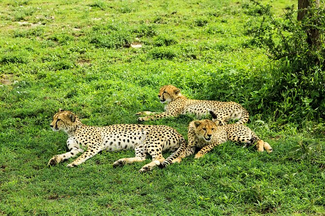 Private Safari in Tarangire National Park - What $417 per person really buys