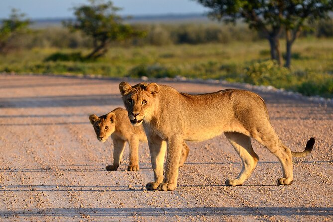 Private Safari in Tarangire National Park - Who will enjoy this safari most