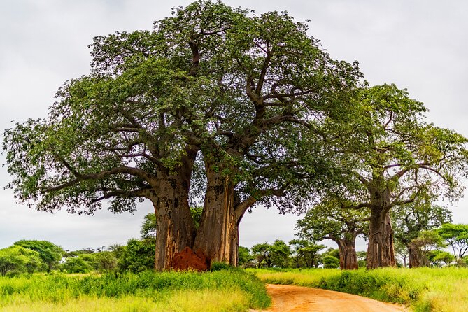 Private Safari in Tarangire National Park - The 7:00 am pickup from Arusha