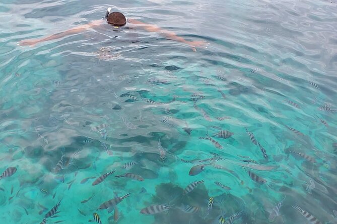 Private Tour to Mnemba Island with Lunch - Looking for dolphins on the morning route