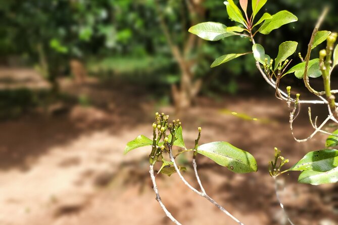 Private Tour Zanzibar Unique Stone Town with spice Farm Plantations - From City Streets to the Spice Farm