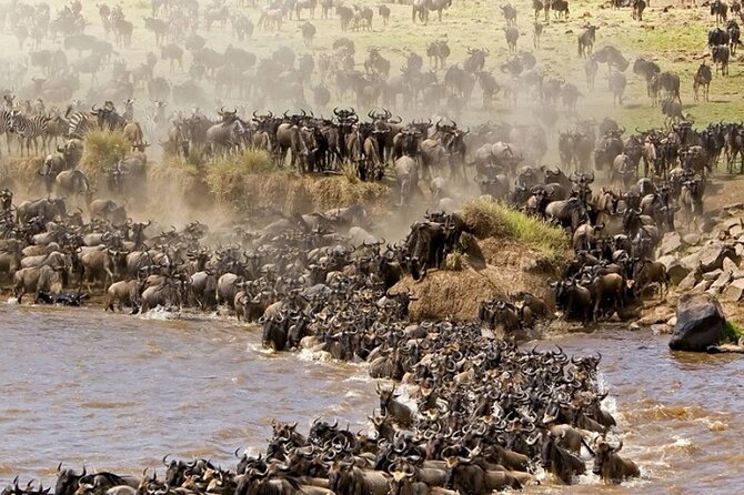 PRIVATE Wildebeest Calving Safari, Tanzania, January to March - Why the January to March timing matters