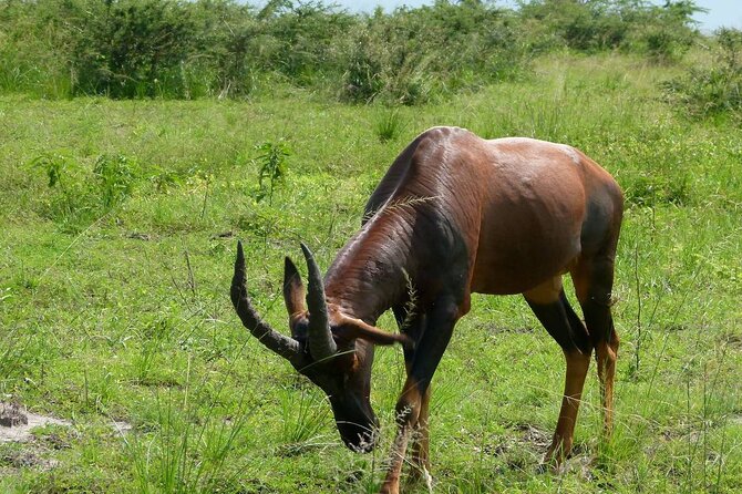 PRIVATE Wildebeest Calving Safari, Tanzania, January to March - Day 3: The road to Serengeti National Park