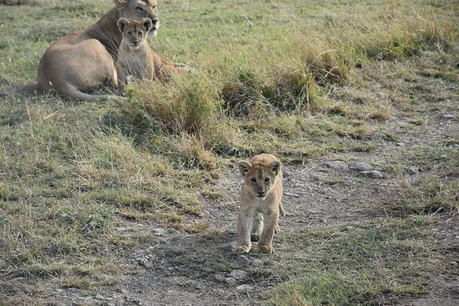 PRIVATE Wildebeest Calving Safari, Tanzania, January to March - Day 7: Ngorongoro Crater and the return to Moshi
