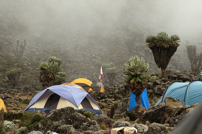 Rongai 7 days - Why the Rongai Route makes a good seven-day climb