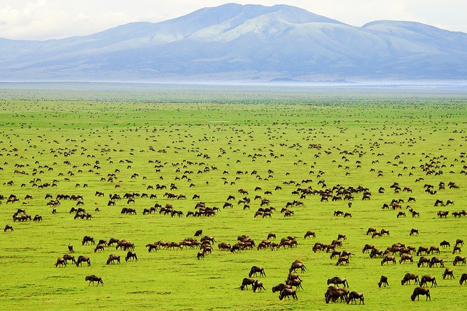 Saadani Day Trip - Key Points About This Saadani Excursion