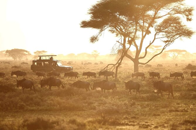 Saadani Day Trip - Why Saadani Feels Different From Other Tanzanian Parks
