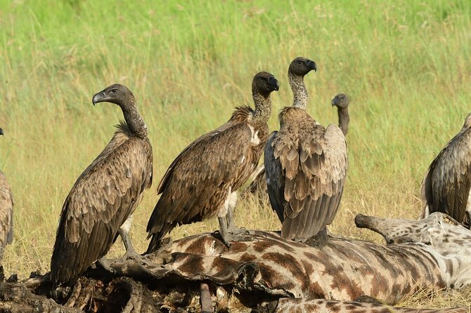 Saadani Day Trip - Entering Tanzania’s Only Coastal National Park