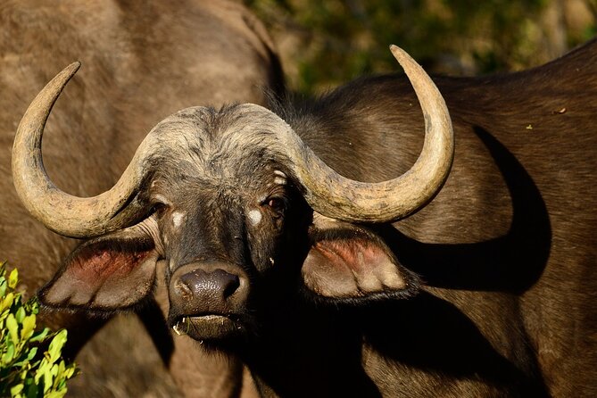 Saadani Day Trip - Wildlife You Might See in Saadani