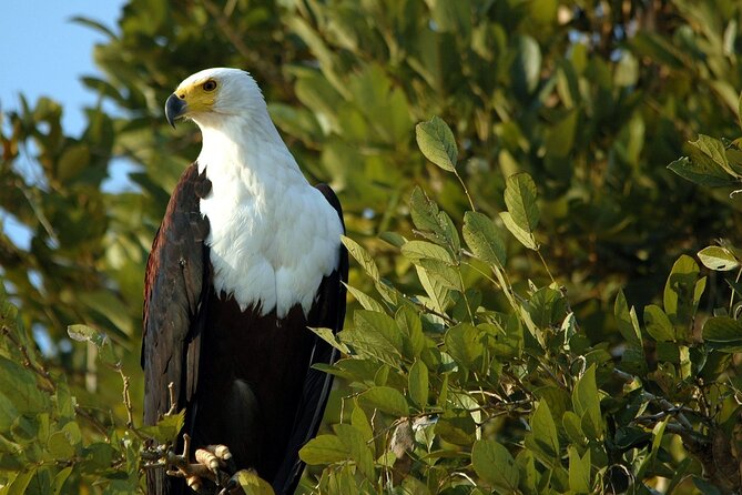 Saadani Day Trip - What the Private Format Adds