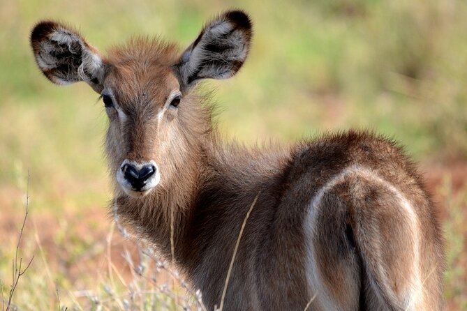 Saadani Day Trip - From Arusha Airport to the Park
