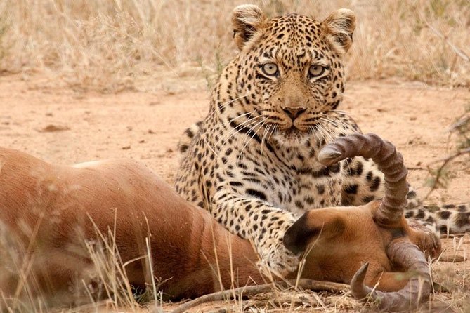 Safari Excelente y Safari lujos Tanzania - What this six-day safari is really offering