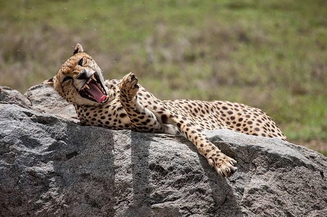 Safari in Tanzania 5 days: Manyara, Ngorongoro, Serengeti - Key points at a glance