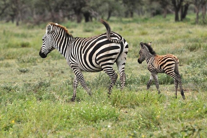 Safari in Tanzania 5 days: Manyara, Ngorongoro, Serengeti - The guide can shape the whole safari