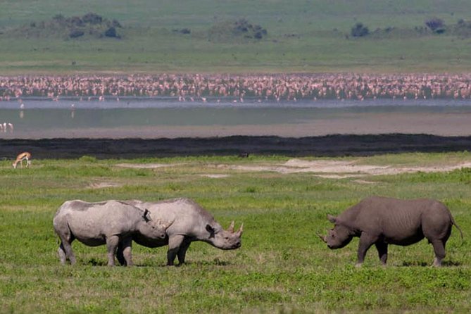 Safari in Tanzania 5 days: Manyara, Ngorongoro, Serengeti - Comfort, timing, and practical limits