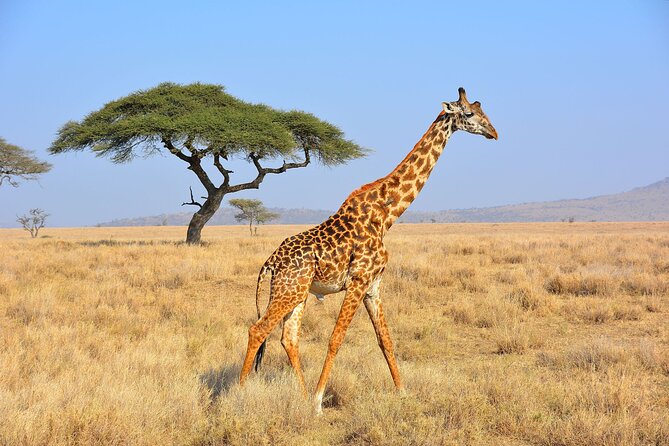 Safari "Kifaru" - 5 days in the most famous Parks in the world - Days three and four: two looks at the Serengeti