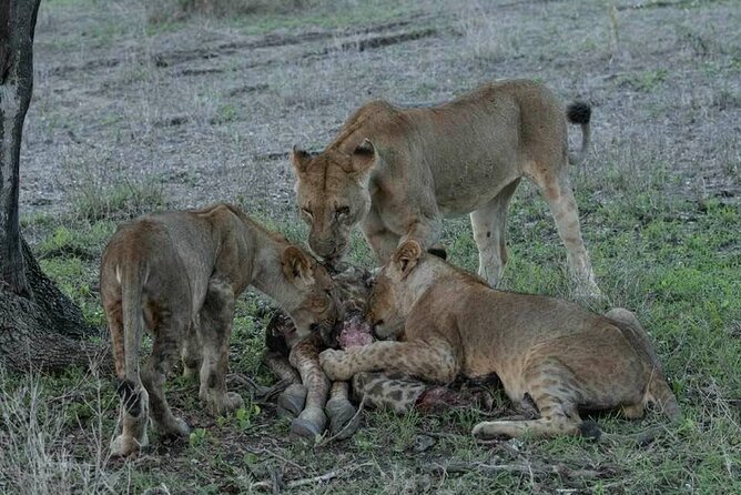 Safari Serengeti And Ngorongoro - Guides are the heart of the safari