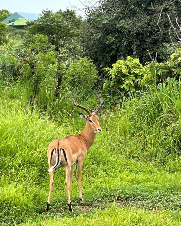 SAFARI WILDLIFE 3 DAYS 2 NIGHT FROM ZANZIBAR TO MIKUMI - Key points before you book