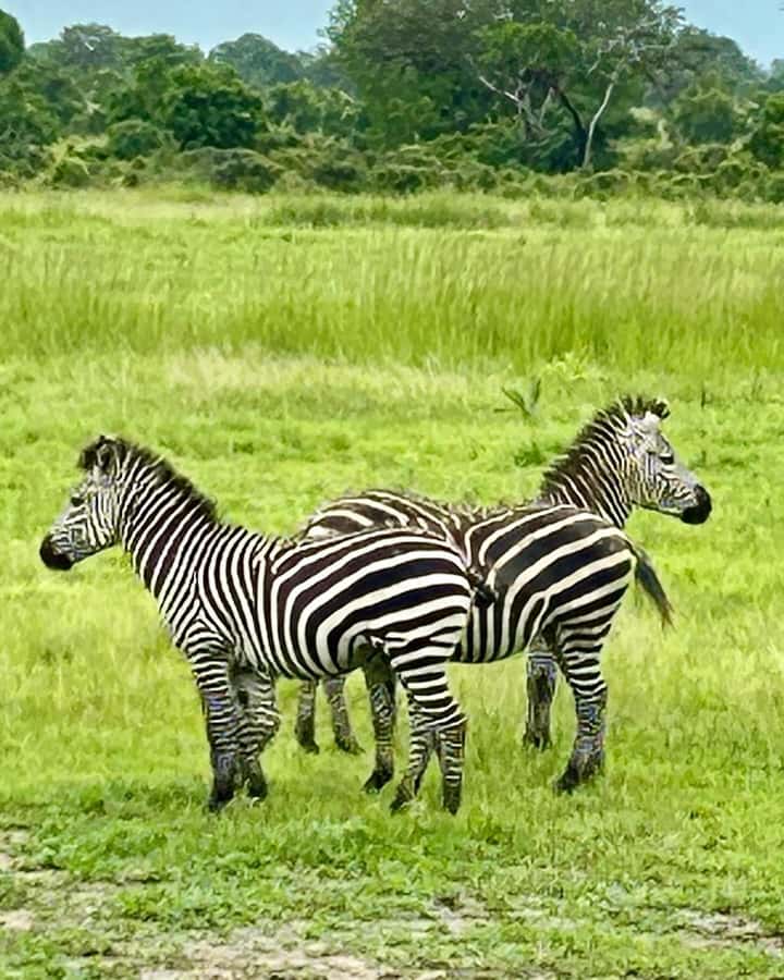 SAFARI WILDLIFE 3 DAYS 2 NIGHT FROM ZANZIBAR TO MIKUMI - Should you book the Zanzibar to Mikumi safari?