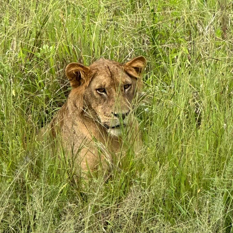 SAFARI WILDLIFE 3 DAYS 2 NIGHT FROM ZANZIBAR TO MIKUMI - What the Zanzibar to Mikumi route is really like