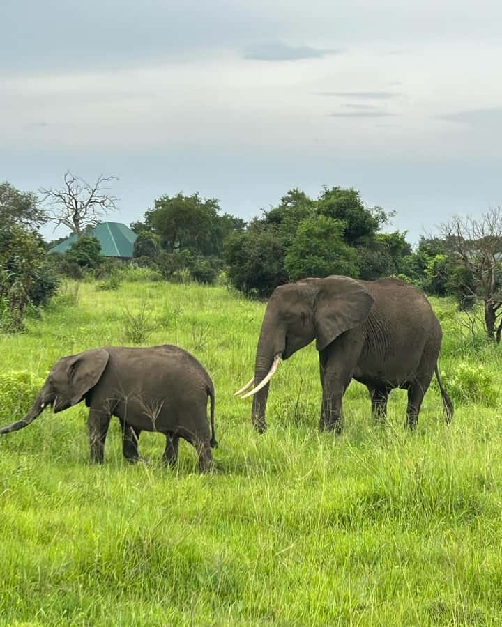 SAFARI WILDLIFE 3 DAYS 2 NIGHT FROM ZANZIBAR TO MIKUMI - Day two: the main Mikumi wildlife experience