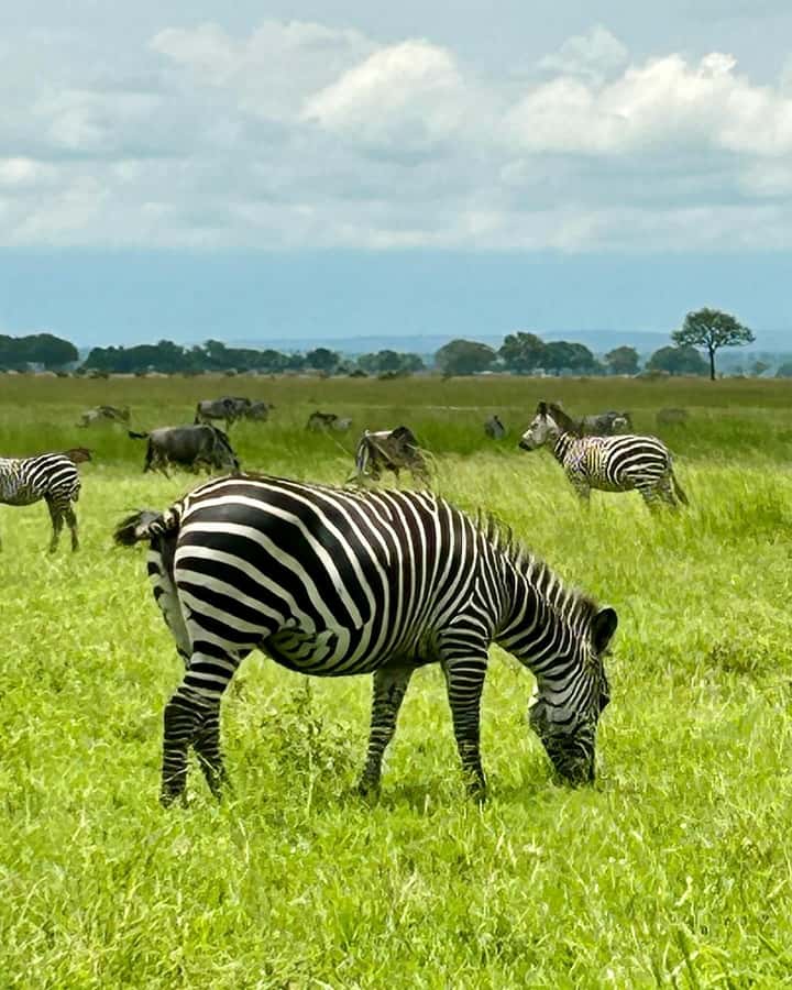 SAFARI WILDLIFE 3 DAYS 2 NIGHT FROM ZANZIBAR TO MIKUMI - Day three: returning to Dar es Salaam and Zanzibar