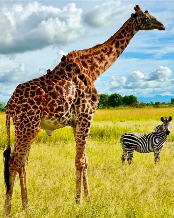 SAFARI WILDLIFE 3 DAYS 2 NIGHT FROM ZANZIBAR TO MIKUMI - What $760 includes, and what it does not promise