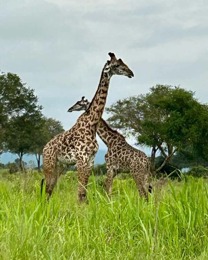SAFARI WILDLIFE 3 DAYS 2 NIGHT FROM ZANZIBAR TO MIKUMI - The guide makes a major difference
