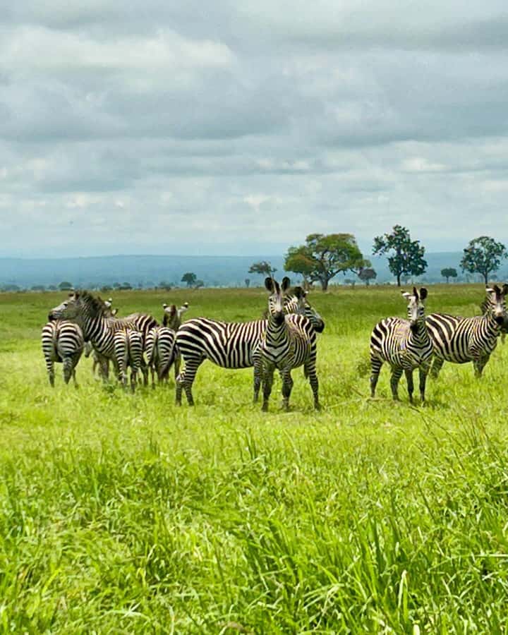 SAFARI WILDLIFE 3 DAYS 2 NIGHT FROM ZANZIBAR TO MIKUMI - Comfort, safety, and the honest drawbacks